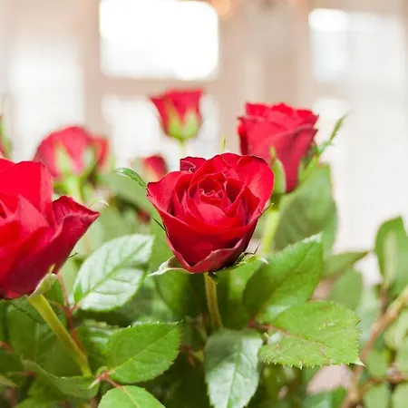 La Vie En Rose Centre Amsterdam